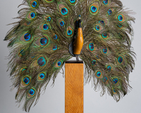 Miter Peacock